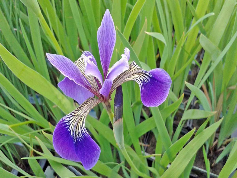 Preview: Sumpfiris blau